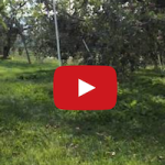りんご園でブラシレスジンバルのテスト撮影